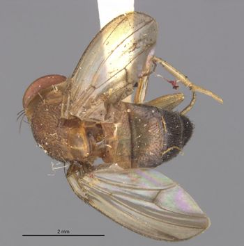 Media type: image;   Entomology 7856 Aspect: habitus dorsal